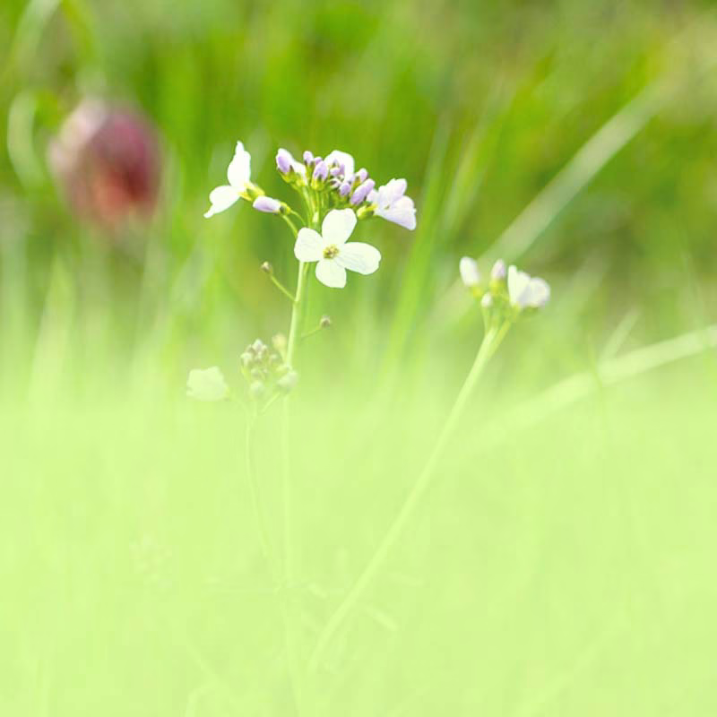 Kaufen, kaufen, kaufen
